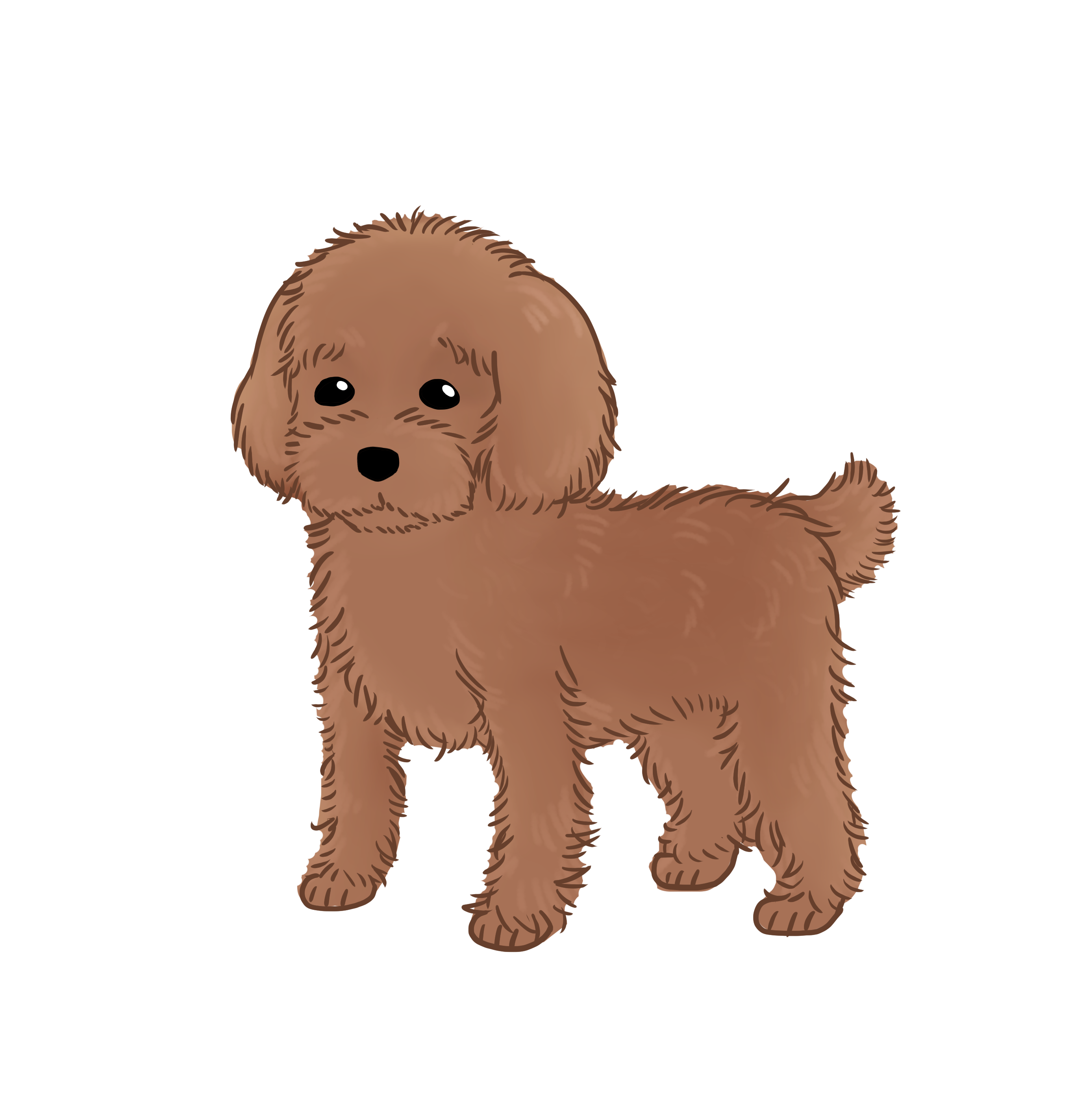 toy-poodle